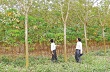 Như Xuân: Khó khăn trong trồng mới cây cao su 